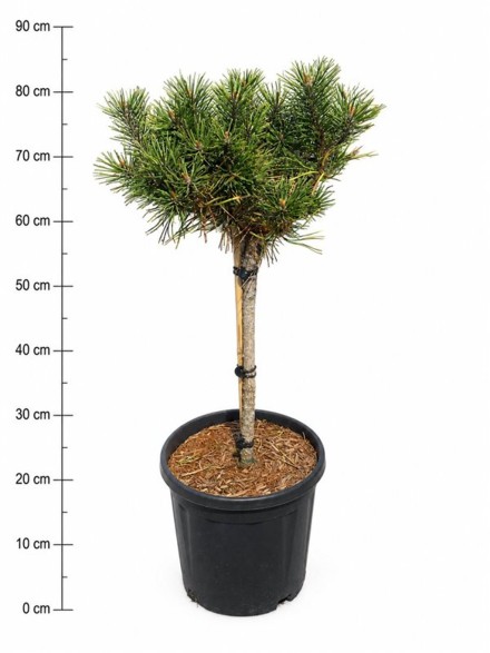 Pinus mugo 'Golden Glow'