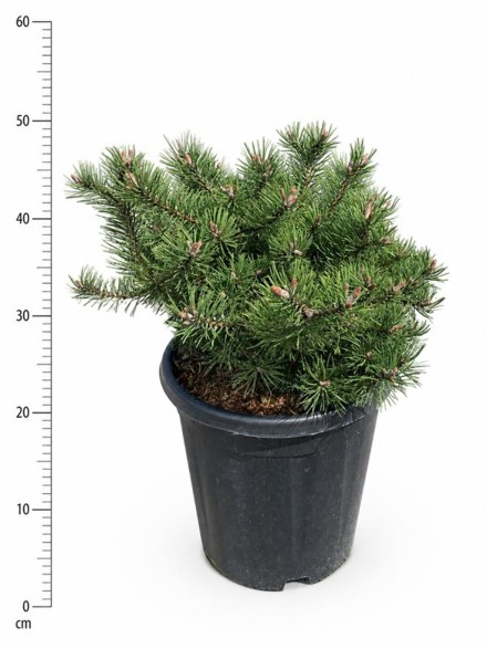 Pinus mugo 'Klosters Grun'