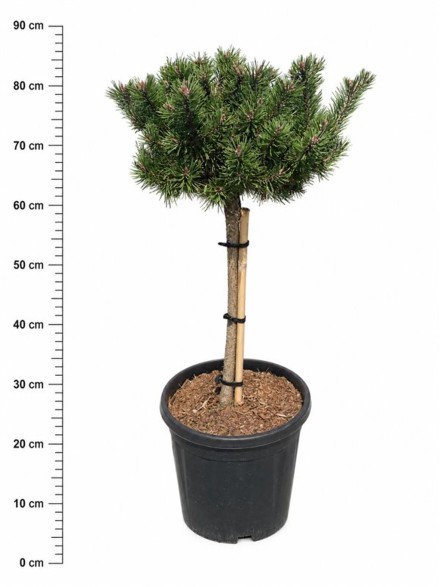 Pinus mugo 'Klosters Grun'