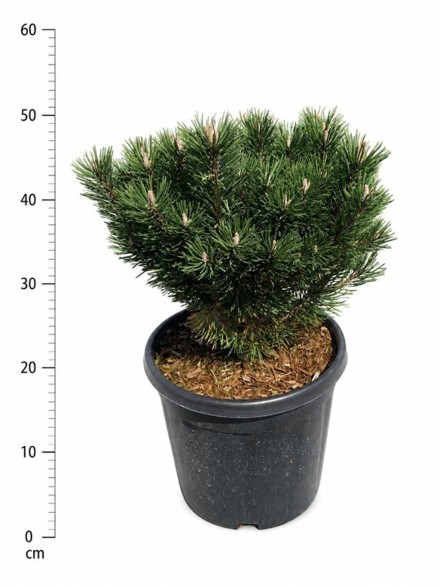 Pinus mugo 'Limerick'