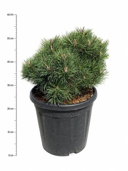 Pinus mugo 'Mops'