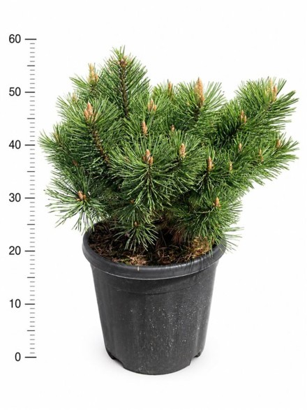 Pinus mugo 'Mumpitz'