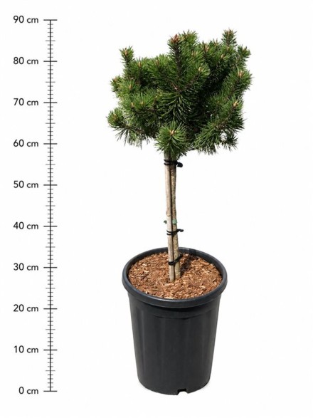 Pinus mugo 'Mumpitz'