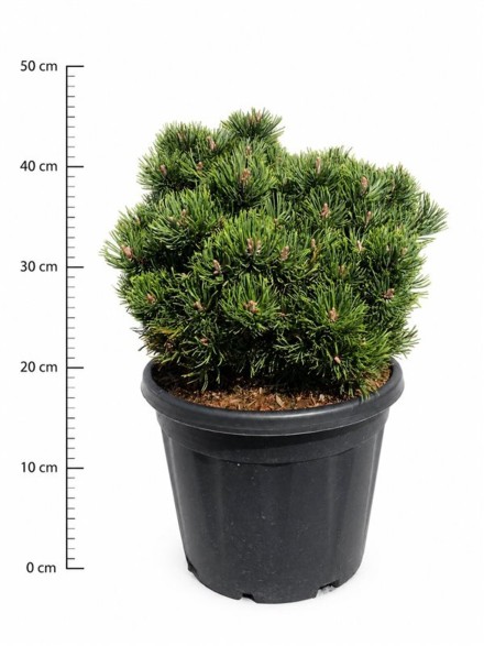 Pinus mugo 'Picobello'