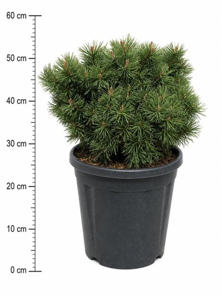 Pinus mugo 'Pumuckel'