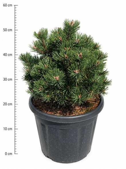 Pinus mugo 'Sherwood Compact'