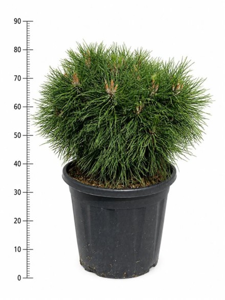 Pinus mugo 'Varella'