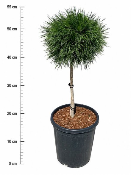 Pinus mugo 'Varella'