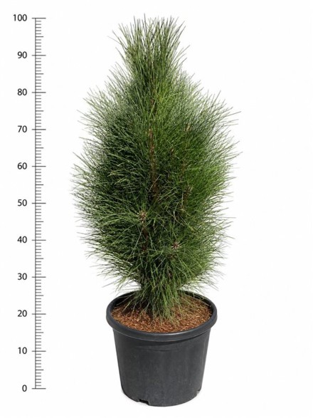 Pinus nigra 'Green Tower'