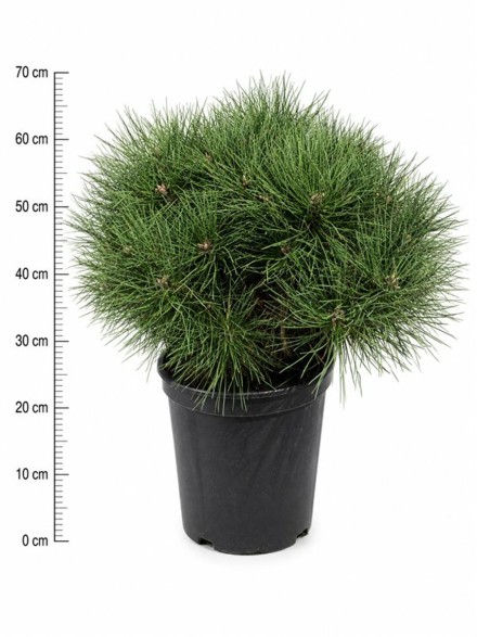 Pinus nigra 'Nana'