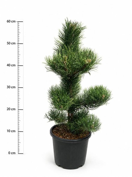 Pinus nigra 'Oregon Green'