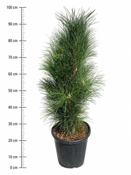 Pinus nigra 'Pyramidalis'
