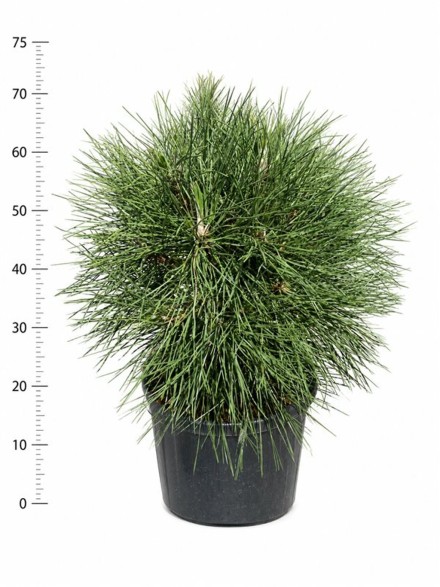 Pinus nigra 'Spielberg'