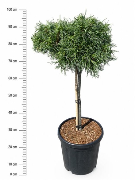 Pinus strobus 