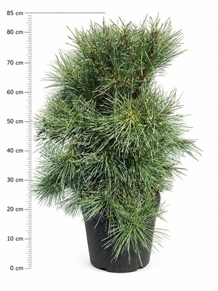 Pinus sylv. 'Aurea'