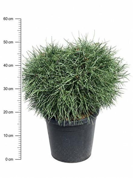 Pinus sylv. Blue Pearl