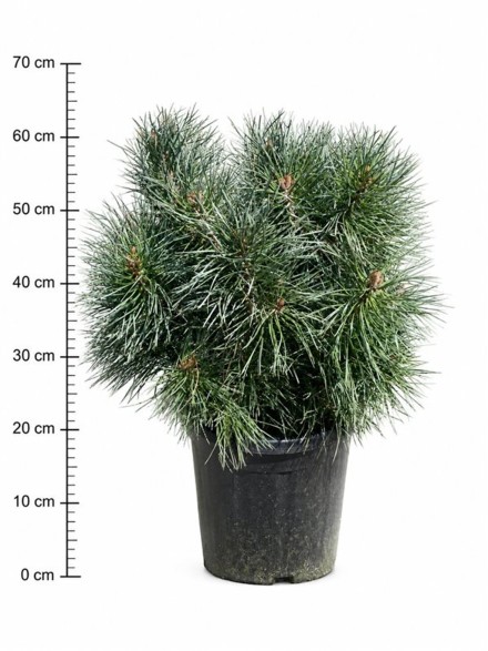 Pinus sylv. 'Chantry Blue'