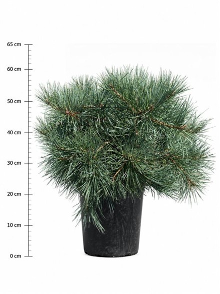 Pinus sylv. 'Repens'