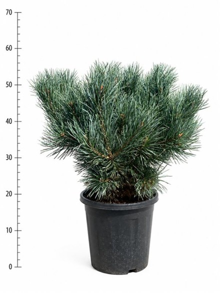 Pinus sylvestris 'Watereri'