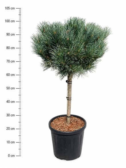 Pinus sylvestris 'Watereri'