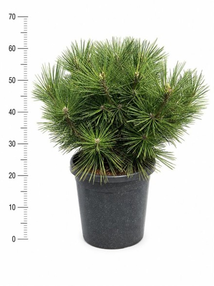 Pinus thunbergii 'Sayonara'