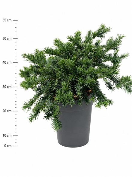 Taxus b. 'Repandens'