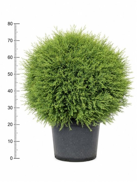 Thuja occ. 'Mr Bowling Ball'