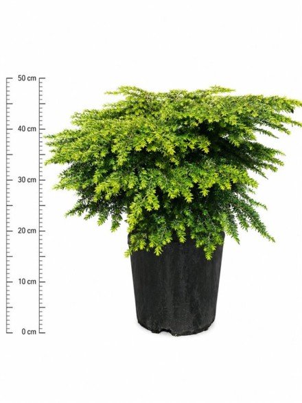 Tsuga canadensis 