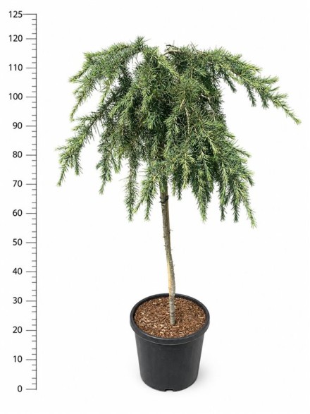 Cedrus deod. 'Feelin' Blue'
