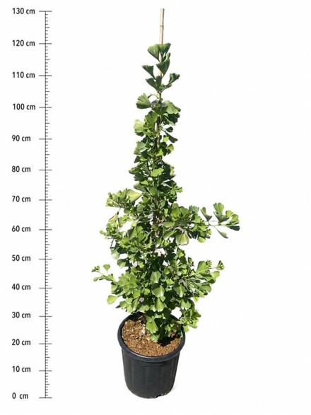 Ginkgo bil. Fastigiata Blagon