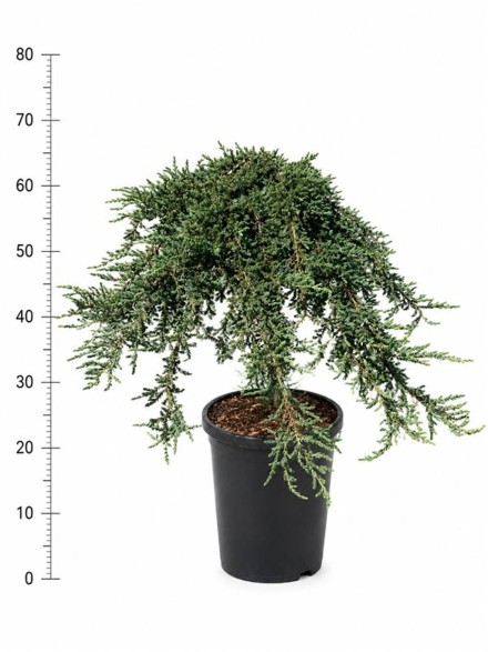 Juniperus comm. 'Green Carpet'