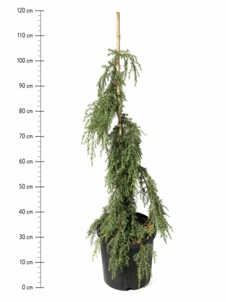 Juniperus comm. 'Horstmann'