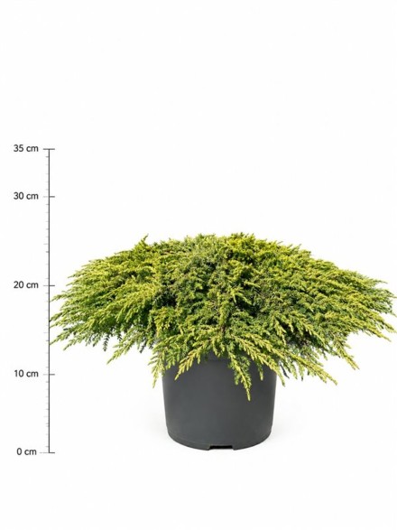 Juniperus comm. 'Lemon Carpet'