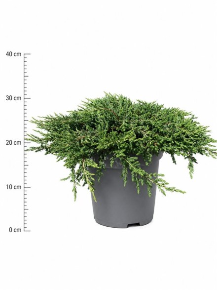 Juniperus comm. 'Repanda'