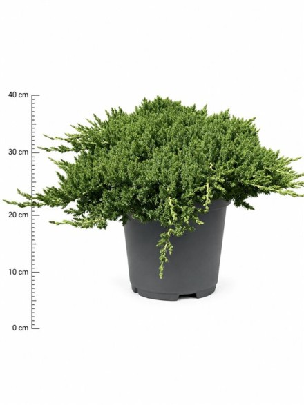 Juniperus procumbens 'Nana'