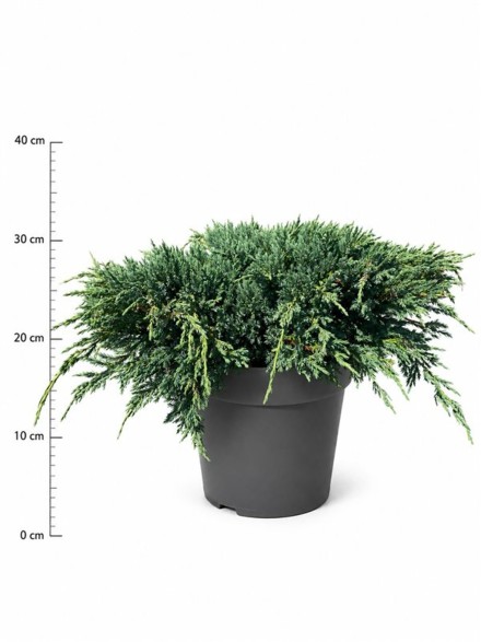 Juniperus squamata 'Blue Carpet'