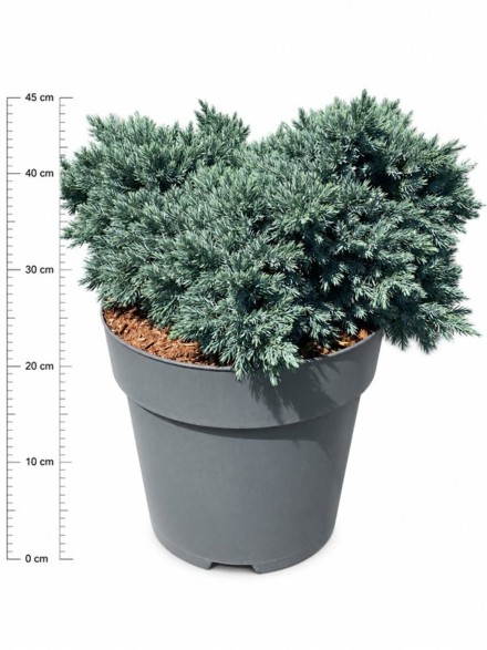 Juniperus squamata 'Blue Star'