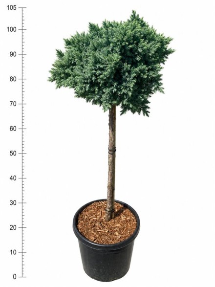 Juniperus squamata 'Blue Star'