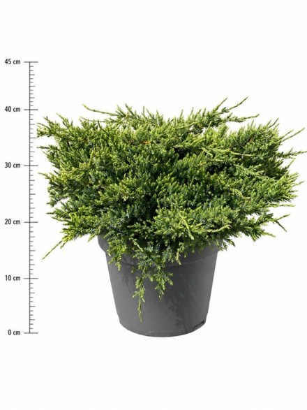 Juniperus squamata 'Holger'