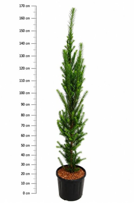 Larix kaempf. 'Jakobsen's Pyramid'