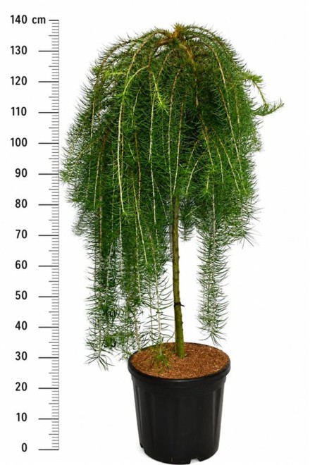 Larix kaempf. 'Stiff Weeper'