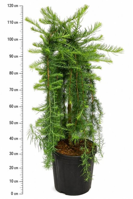 Larix kaempf. 'Stiff Weeper'