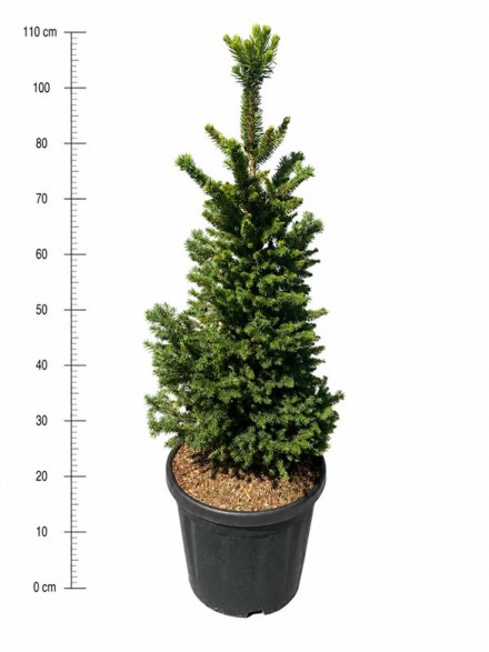 Picea a. 'Will's Zwerg'