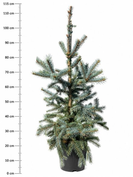 Picea pungens 'Fat Albert'