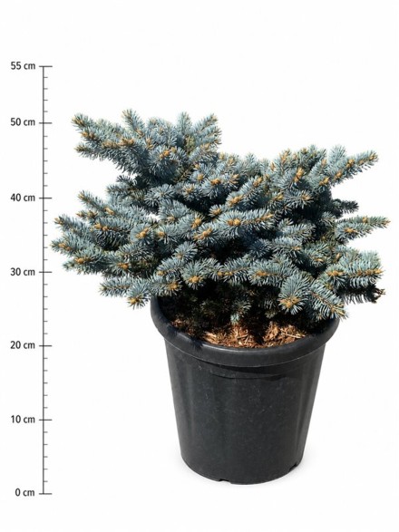 Picea pungens 'Glauca Globosa'