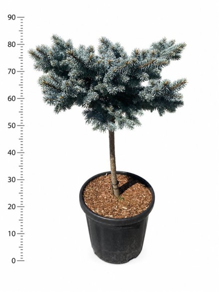 Picea pungens 'Glauca Globosa'