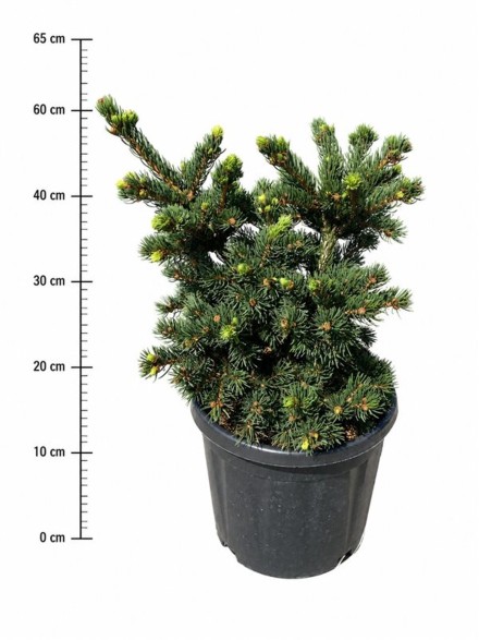 Picea pungens 'Lucky Strike'