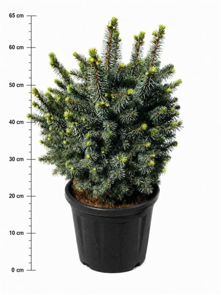 Picea sitchensis 'Midget'