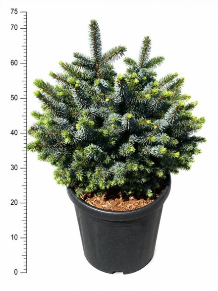 Picea sitchensis 'Tenas'