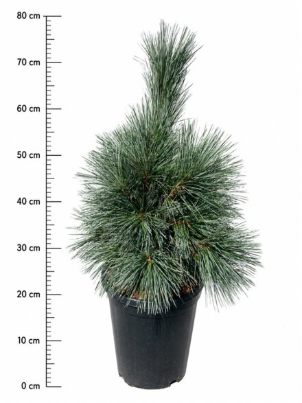 Pinus flex. 'Vanderwolf's Pyramid'